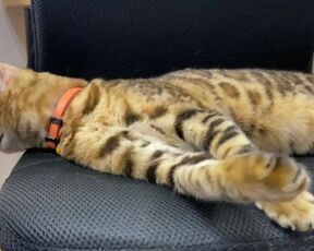 Cute pussy girl plays with herself and reaches a happy end